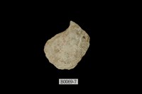 藏品(馬鞍障泥蛤(扁平蚶蛤))的圖片